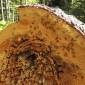 Rojení lesních mravenců v horkém dni